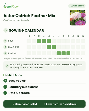 Såkalender för Aster Ostrich Feather Mix i ett tempererat europeiskt klimat: så mars till maj, plantera ut maj till juni, blommar juli till september; fröna lagras väl till nästa såsäsong.