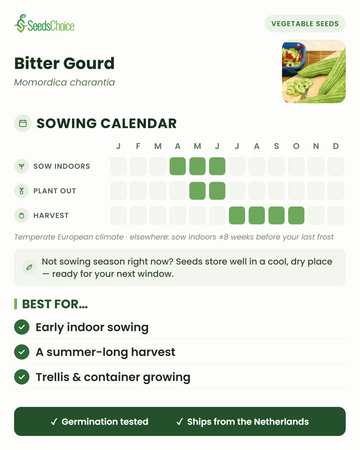 Såningskalender för bitter melon i ett tempererat europeiskt klimat: så inomhus april till juni, plantera ut maj till juni, skörd juli till oktober; fröna håller bra till nästa såningssäsong