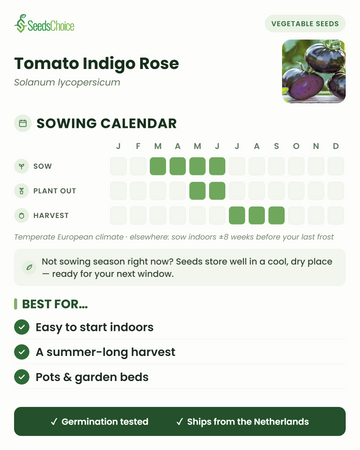 Såningskalender för Tomato Indigo Rose i ett tempererat europeiskt klimat: så mars till juni, plantera ut maj till juni, skörd juli till september; fröna håller bra till nästa såningssäsong