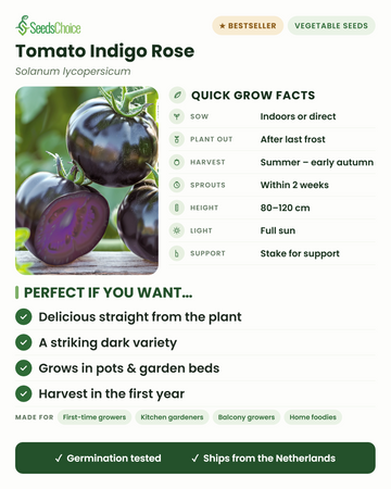 Tomato Indigo Rose quick grow facts: sow indoors or direct in spring, plant out after last frost, harvest summer to early autumn, height 80-120 cm with stake, full sun — a striking dark tomato variety