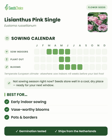 Såningskalender för Lisianthus Pink Single i ett tempererat europeiskt klimat: så inomhus mars till juni, plantera ut maj till juni, blommar maj till augusti; fröna håller bra till nästa såningssäsong
