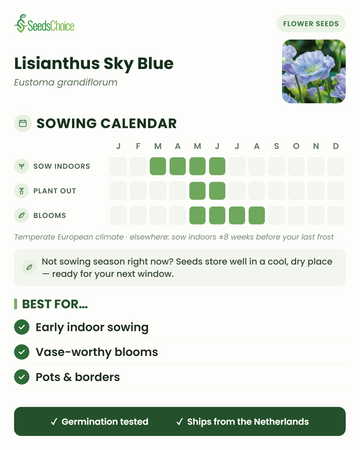 Såningskalender för Lisianthus Sky Blue i ett tempererat europeiskt klimat: så inomhus mars till juni, plantera ut maj till juni, blommar maj till augusti; fröna håller bra till nästa såningssäsong
