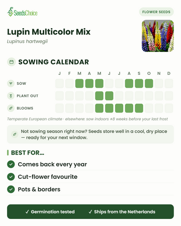 Såningskalender för Lupin Multicolor Mix i ett tempererat europeiskt klimat: så mars till maj eller augusti till oktober, blommar maj till september; fröna håller bra till nästa såningssäsong