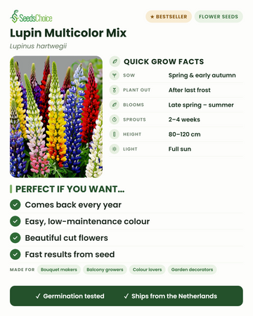 Lupin Multicolor Mix Lupinus hartwegii snabbfakta: så på våren eller tidig höst, plantera ut efter sista frosten, blommar sen vår till sommar, höjd 80–120 cm, full sol — en flerårig växt som återkommer varje år