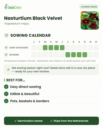 Såningskalender för Nasturtium Black Velvet i ett tempererat europeiskt klimat: direktså mars till juni, blommar juli till oktober; fröna håller bra till nästa såningssäsong