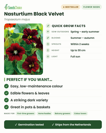 Krasse Black Velvet Tropaeolum majus snabbfakta: direktså på våren till tidig sommar, blommar sommar till höst, höjd upp till 30 cm, full sol — ätliga blommor och en slående mörk sort