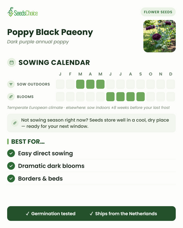 Såningskalender för Poppy Black Paeony i ett tempererat europeiskt klimat: direktså mars till maj, blommar juni till september; fröna håller bra till nästa såningssäsong