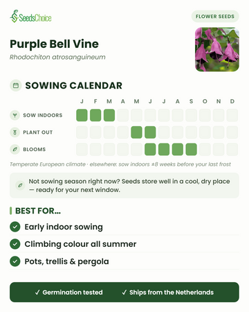 Såningskalender för Purple Bell Vine i ett tempererat europeiskt klimat: så inomhus januari till mars, plantera ut maj till juni, blommar juni till september; fröna håller bra till nästa såningssäsong