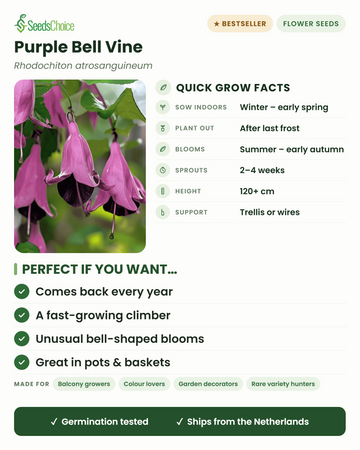 Purple Bell Vine Rhodochiton atrosanguineum quick grow facts: sow indoors winter to early spring, plant out after last frost, blooms summer to early autumn, climbs 120+ cm on trellis or wires — a perennial climber