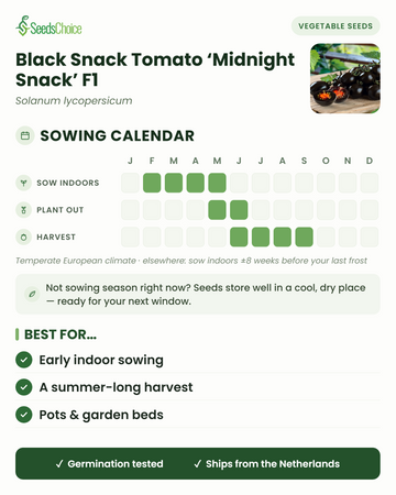 Såningskalender för Black Snack Tomato Midnight Snack F1 i ett tempererat europeiskt klimat: så inomhus februari till maj, plantera ut maj till juni, skörd juni till september; fröna håller bra till nästa såningssäsong