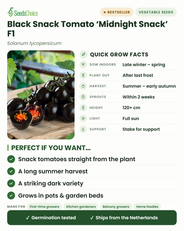 Svart snacktomat Midnight Snack F1 – snabbfakta: så inomhus sen vinter till vår, plantera ut efter sista frosten, skörd sommar till tidig höst, höjd 120+ cm, full sol — viktigaste fördelarna och vem denna snacktomat passar