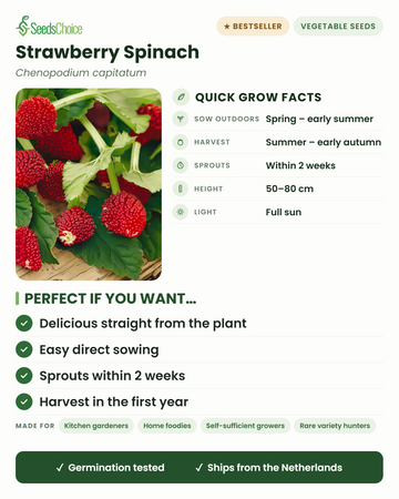 Strawberry Spinach Chenopodium capitatum quick grow facts: direct sow spring to early summer, harvest summer to early autumn, height 50-80 cm, full sun — edible leaves and berries from one plant