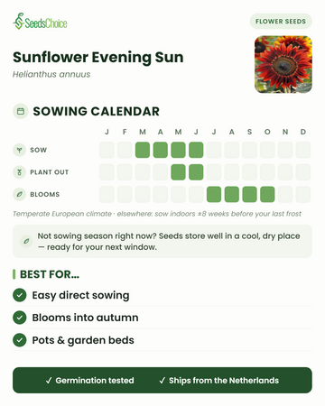 Såningskalender för Sunflower Evening Sun i ett tempererat europeiskt klimat: så mars till juni, plantera ut maj till juni, blommar juli till oktober; fröna håller bra till nästa såningssäsong