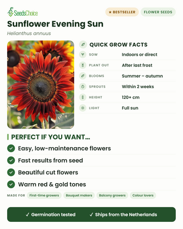 Snabbfakta om solros Evening Sun: så inomhus eller direkt på friland på våren, plantera ut efter sista frosten, blommar från sommar till höst i varma röda och gyllene toner, höjd 120+ cm, fullt sol