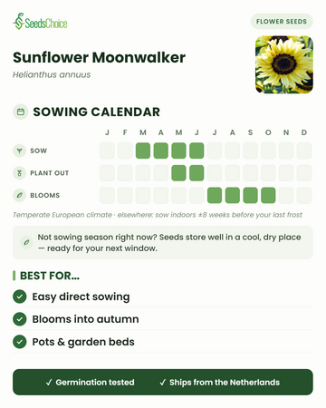 Såningskalender för Sunflower Moonwalker i ett tempererat europeiskt klimat: så mars till juni, plantera ut maj till juni, blommar juli till oktober; fröna håller bra till nästa såningssäsong