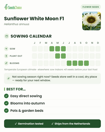 Såningskalender för Sunflower White Moon F1 i ett tempererat europeiskt klimat: så april till juni, plantera ut maj till juni, blommar juli till oktober; fröna håller bra till nästa såningssäsong