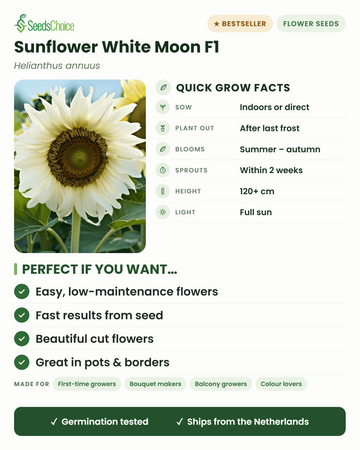Solros White Moon F1 – snabbfakta: så inomhus eller direkt på våren, plantera ut efter sista frosten, blommar sommar till höst, höjd 120+ cm, full sol — viktigaste fördelarna och vem denna vita solros passar