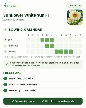 Såningskalender för Sunflower White Sun F1 i ett tempererat europeiskt klimat: så april till juni, plantera ut maj till juni, blommar juli till oktober; fröna håller bra till nästa såningssäsong
