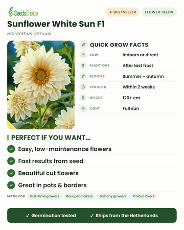 Solros White Sun F1 – snabbfakta: så inomhus eller direkt på våren, plantera ut efter sista frosten, blommar sommar till höst, höjd 120+ cm, full sol — viktigaste fördelarna och vem denna vita solros passar