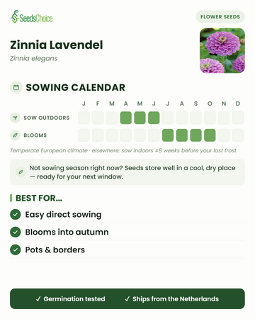 Såningskalender för Zinnia Lavendel i ett tempererat europeiskt klimat: direktså april till juni, blommar juli till oktober; fröna håller bra till nästa såningssäsong