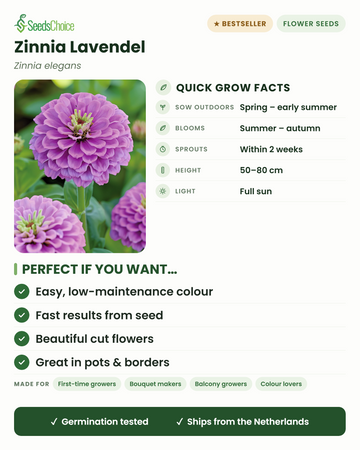 Zinnia Lavendel Zinnia elegans – snabbfakta: direktså på våren till försommaren, blommar från sommar till höst, höjd 50–80 cm, full sol — lättskött snittblomma